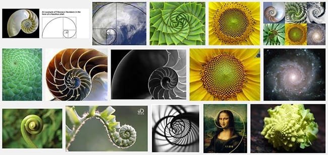 Golden Ratio in Nature